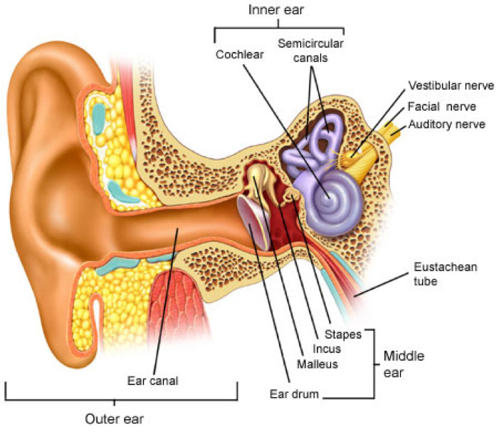 A Visually Labeled Inner and Outer Ear Graphic