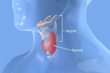 Where is the Thyroid?